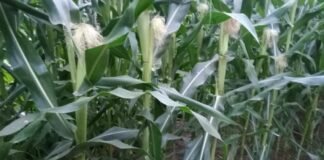 سبزعلی کو پہلی بار اپنی بنجر زمین سے جوار کی بہتر پیداوار کی توقع