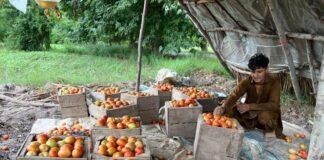 ضلع کرم میں شعیہ سنی چھڑپوں سے کسانوں کو نقصان کا سامنا