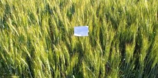 موسمیاتی تبدیلی کے منفی اثرات کم کرنے اور زرعی پیداوار بڑھانے میں گرین سوئیل بائیو فرٹیلائیزرضروری کیوں؟