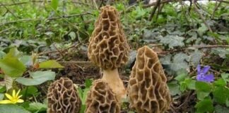 موسمیاتی تبدیلی نے گل محمد سےگچی اکھٹا کرنےکا گھریلو کاروبار بھی چھین لیا