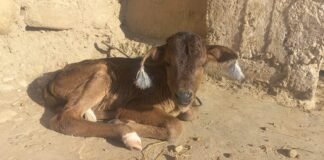 ضلع کرم بگن میں گھر بار کے تباہ ہونے سے زیادہ فکر لاپتہ مال مویشیوں کا ہے