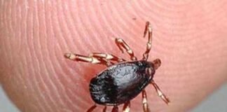 خیبرپختونخوا میں کانگو وائرس نے تین افراد کی جان لے لی