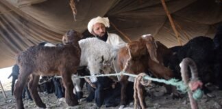 اگر گھاس مر جائے، تو ہماری کہانی بھی ختم