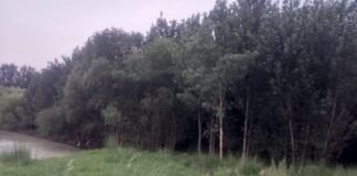 باجوڑ کے ملک صداقت نے کس طرح فطرت پر مبنی حل کے زریعے اپنی زرعی زمین کو سیلاب کی تباہ کاریوں سے بچایا