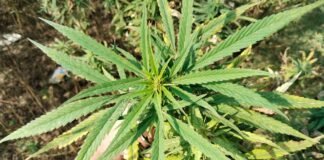 قبائلی پٹی کا بھنگ یا سبز سونا کے امید اور خدشات