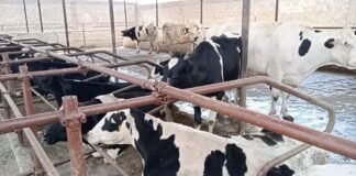 موسمیاتی تبدیلی کس طرح دودھ دینے والے جانورں کی پیداوار متاثر کررہی ہے