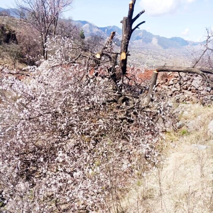 WhatsApp Image 2026-03-30 at 3.33.38 PM