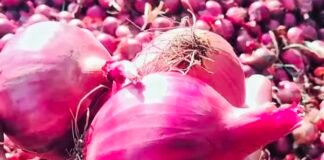 محنت کی فصل تیار ہے، مگر منڈی تک کا راستہ ابھی بھی ناہموار