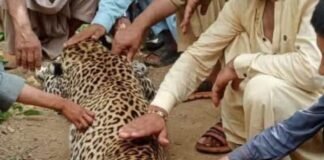 آگاہی کی کمی باجوڑ میں مقامی لوگوں نے نایاب نسل کے تیندوے کو مار ڈالا