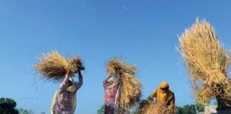 فصل کی کاشت سے کٹائی تک خواتین پیش پیش، آمدنی پر اختیار مردوں کے ہاتھ میں