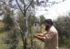 باجوڑ میں ماحول دوست پودے جنگلی زیتون کے قلم کاری کا آغاز،لیکن اس عمل کو مزید تیز کرنے کی ضرورت ہے