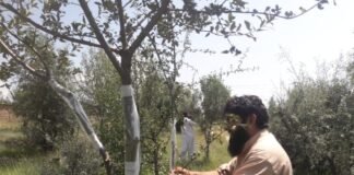 باجوڑ میں ماحول دوست پودے جنگلی زیتون کے قلم کاری کا آغاز،لیکن اس عمل کو مزید تیز کرنے کی ضرورت ہے